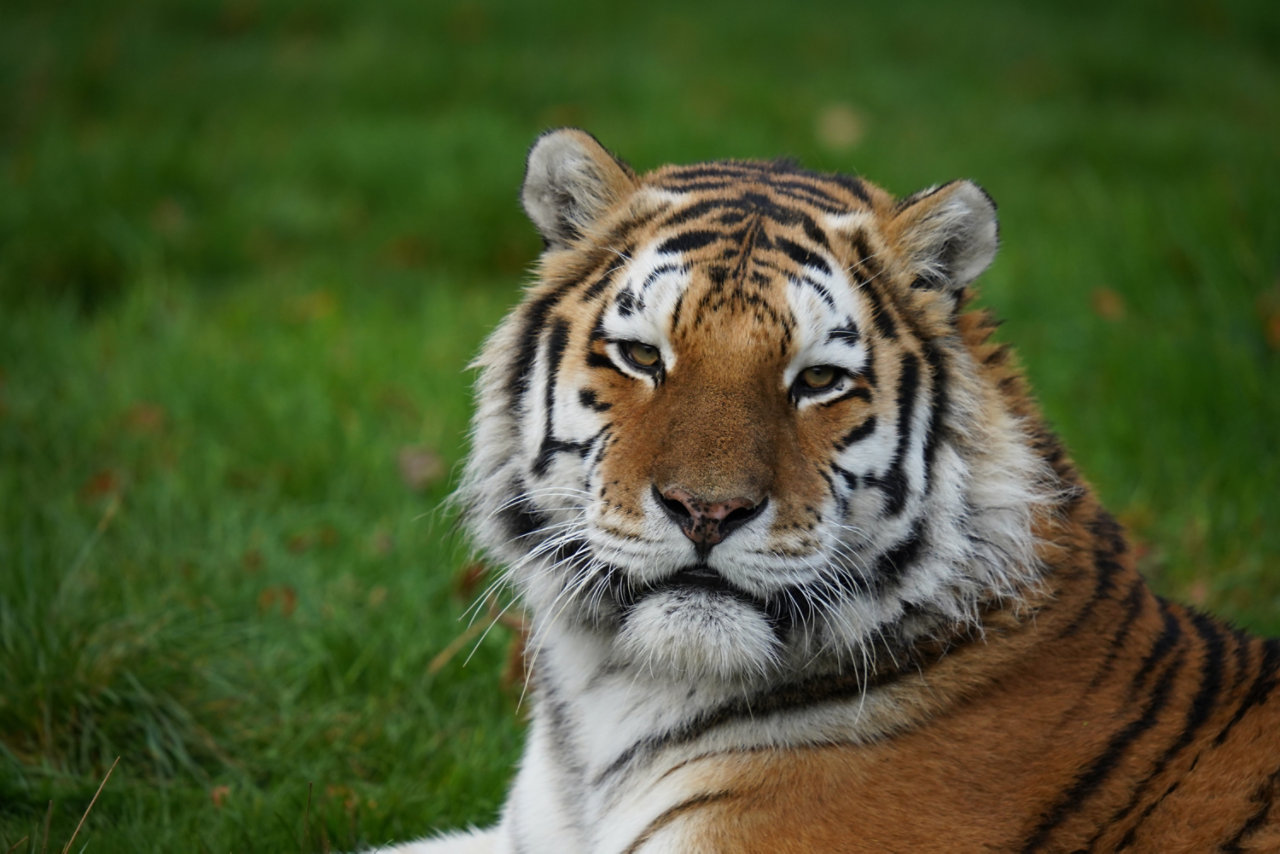 zoo