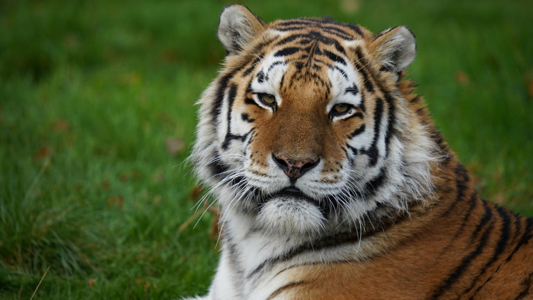Dartmoor Zoo case study: BT Broadband and Cloud Voice