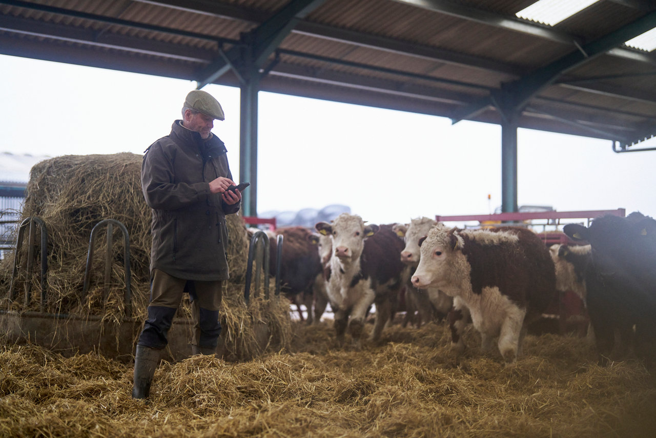 farmer looking at mobile phone in a shed with cows