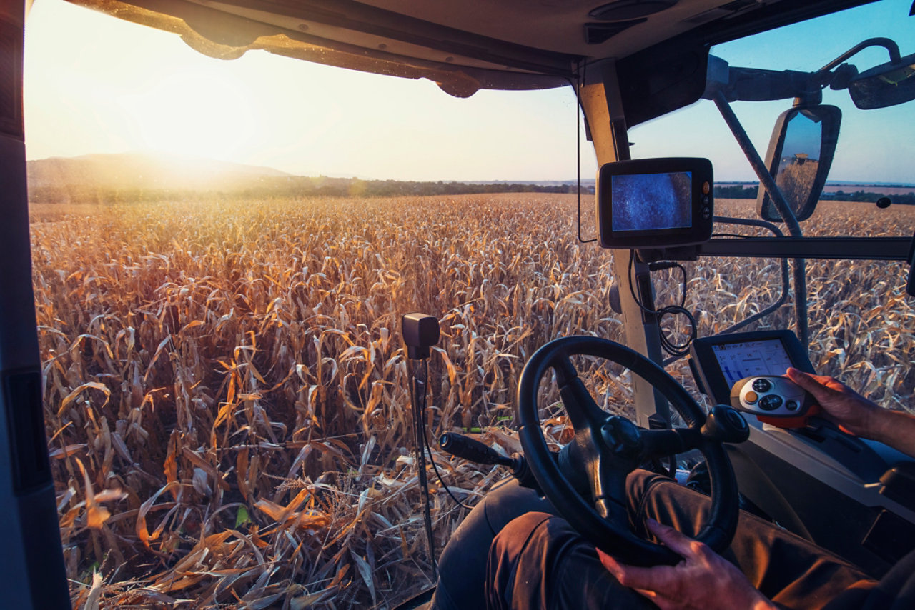 Harvester drives across field of corn
