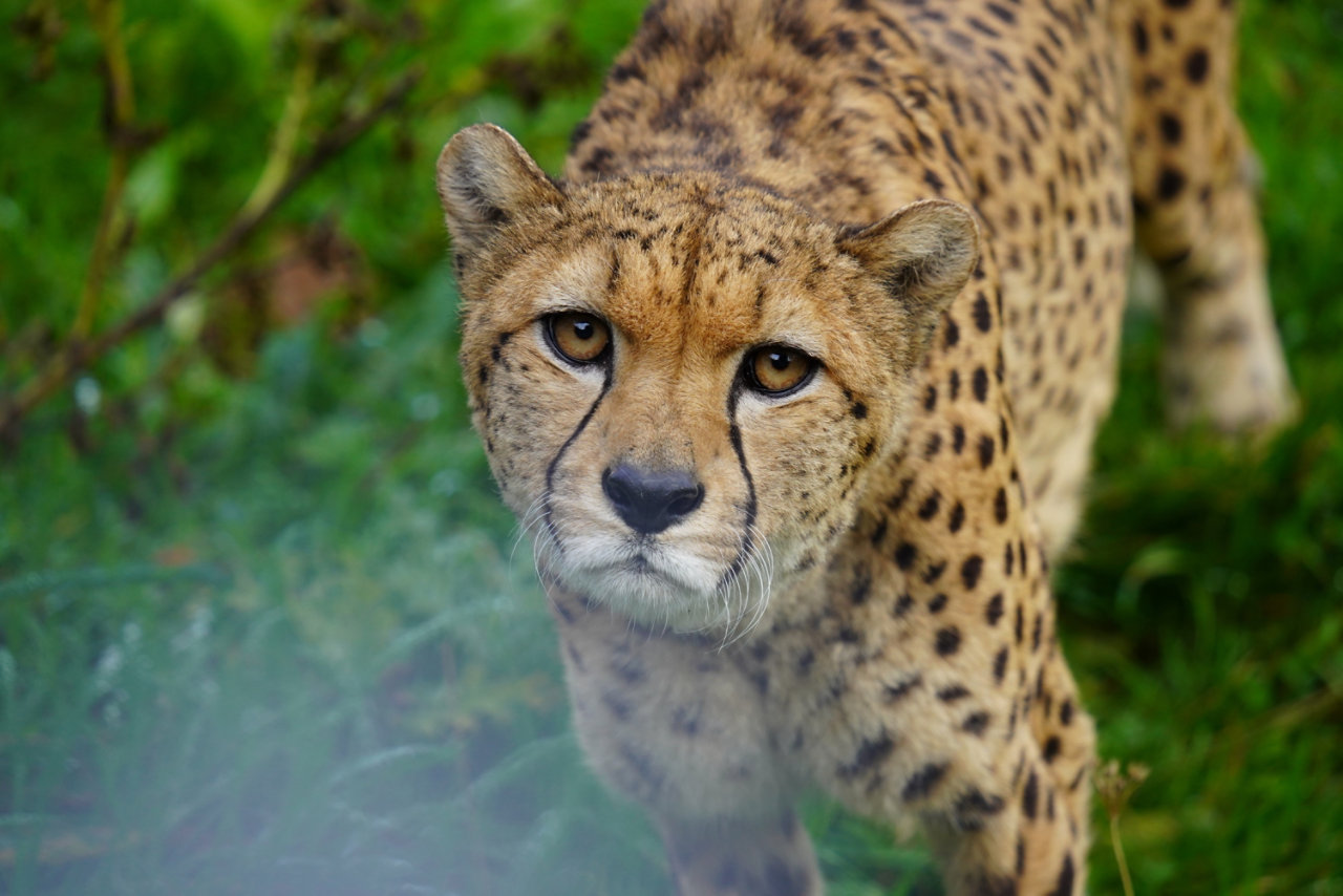 leopard